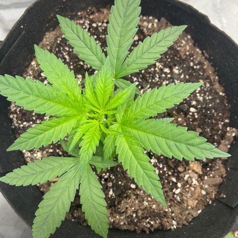  Mrs. Dreamy growlog timeline photo