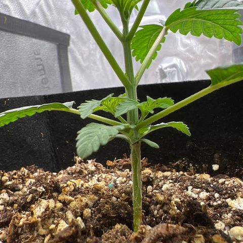 Purple Creamsicle growlog timeline photo