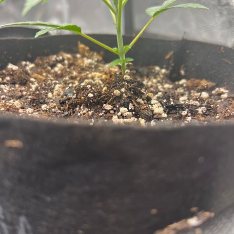 Amnesia Haze growlog timeline photo