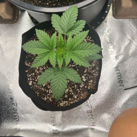 Purple Creamsicle growlog timeline photo