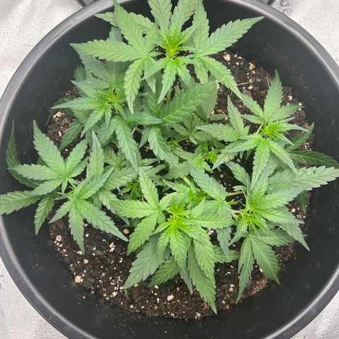 OG Auto growlog timeline photo