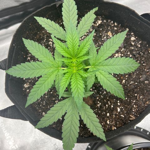  Mrs. Dreamy growlog timeline photo