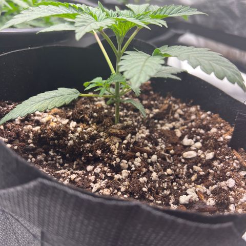 Purple Creamsicle growlog timeline photo