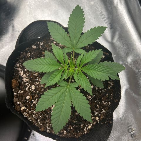 Amnesia Haze growlog timeline photo