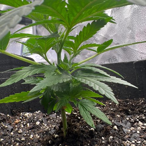  Mrs. Dreamy growlog timeline photo