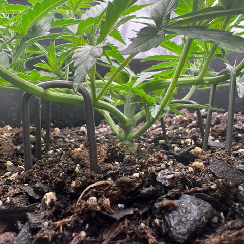 OG Auto growlog timeline photo
