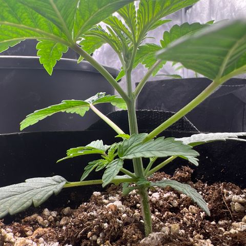 Purple Creamsicle growlog timeline photo