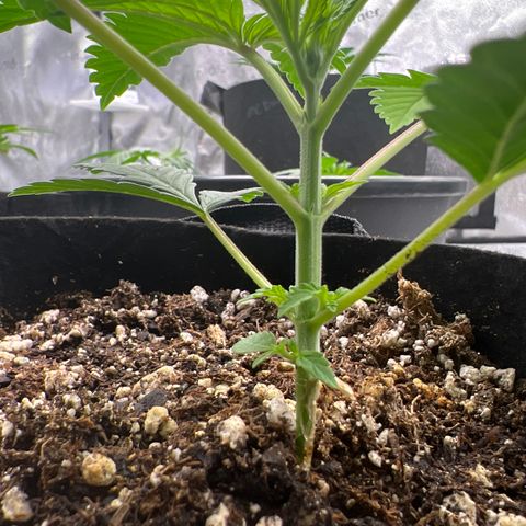 Amnesia Haze growlog timeline photo