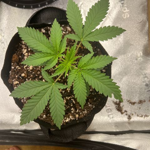 Amnesia Haze growlog timeline photo