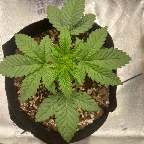 Purple Creamsicle growlog timeline photo