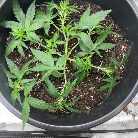 OG Auto growlog photo: Trimmed 