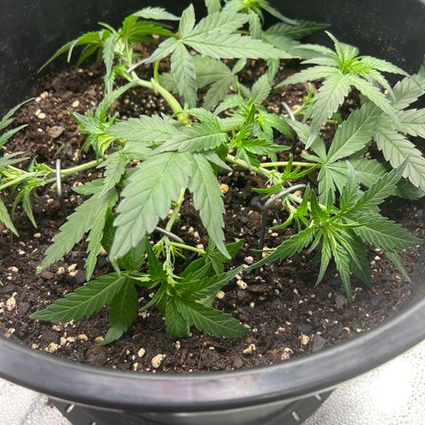 OG Auto growlog photo: Trimmed 