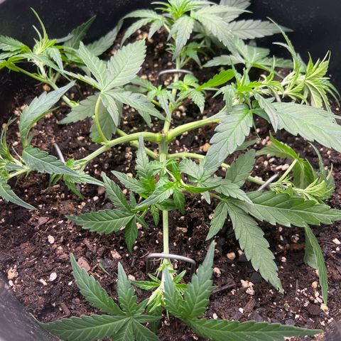 OG Auto growlog photo: Trimmed 