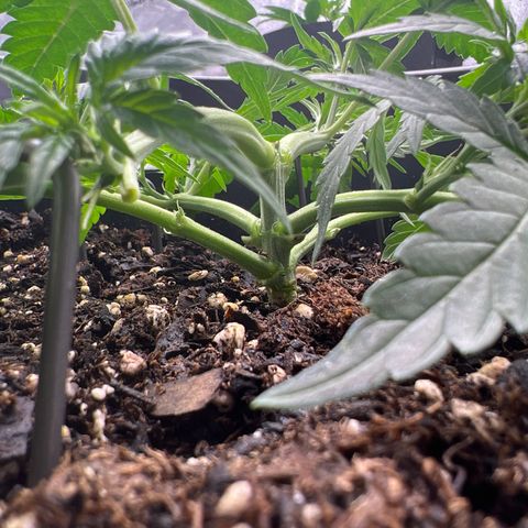 OG Auto growlog photo: Trimmed 