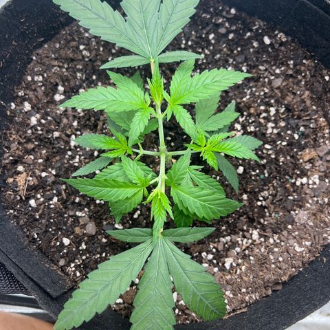 Mrs. Dreamy growlog timeline photo