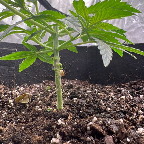  Mrs. Dreamy growlog timeline photo
