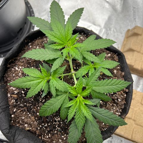  Mrs. Dreamy growlog timeline photo