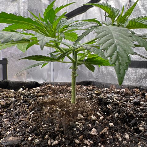  Mrs. Dreamy growlog timeline photo