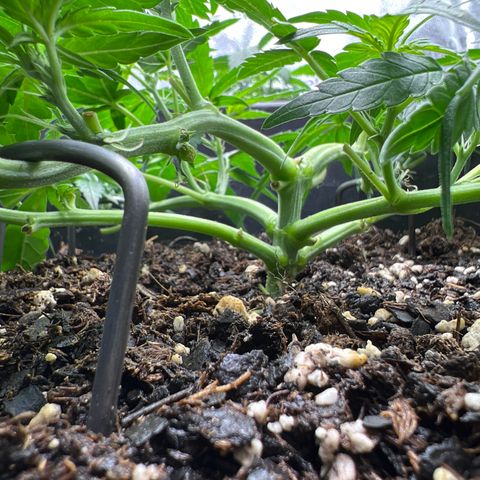 OG Auto growlog timeline photo