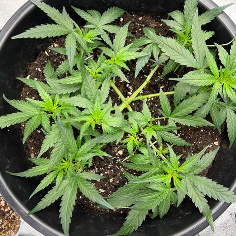 OG Auto growlog timeline photo