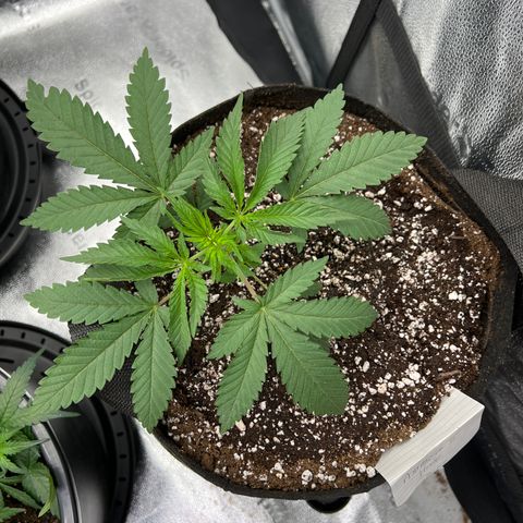 Amnesia Haze growlog timeline photo