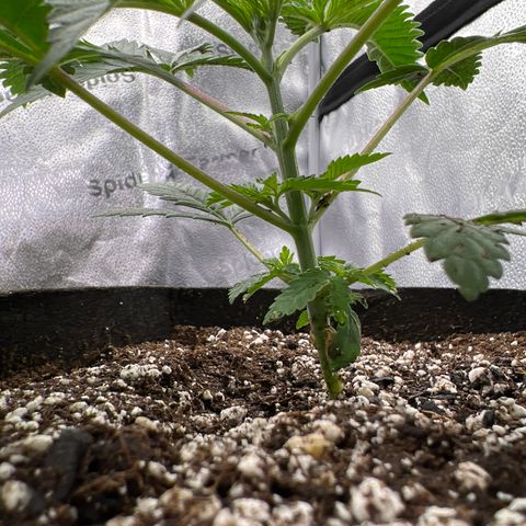 Amnesia Haze growlog timeline photo