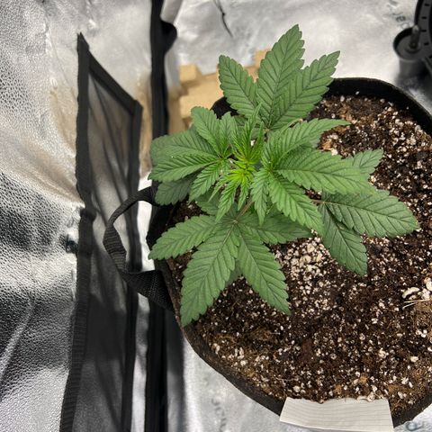 Purple Creamsicle growlog timeline photo