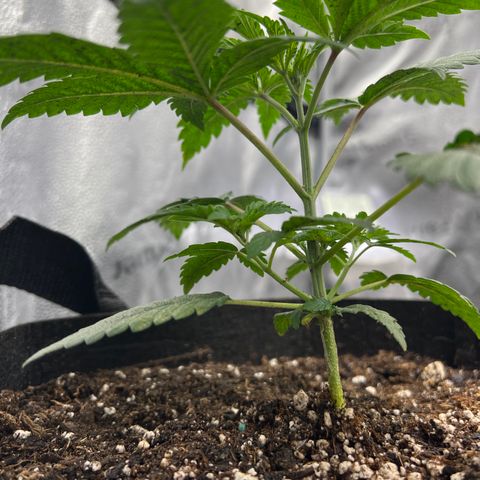 Purple Creamsicle growlog timeline photo