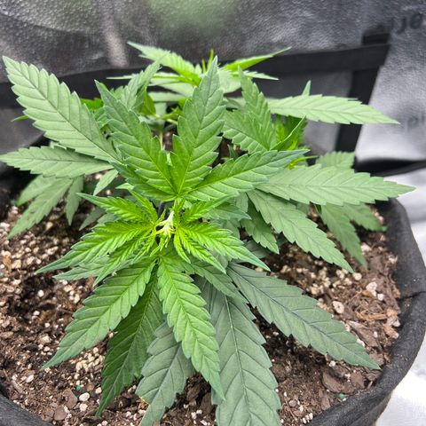  Mrs. Dreamy growlog timeline photo