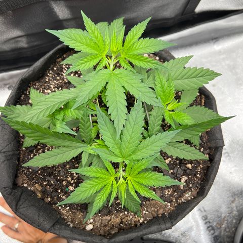  Mrs. Dreamy growlog timeline photo