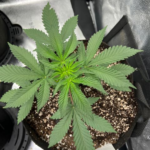 Amnesia Haze growlog timeline photo