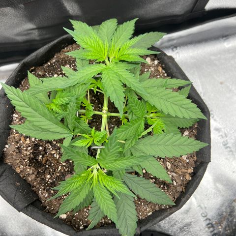  Mrs. Dreamy growlog timeline photo