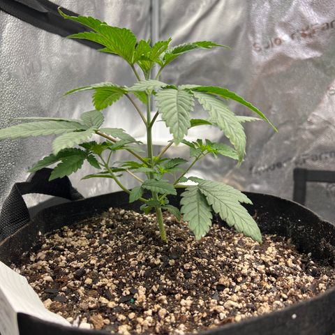 Purple Creamsicle growlog timeline photo