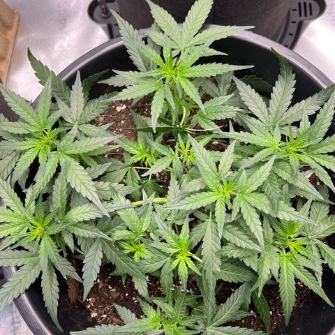 OG Auto growlog timeline photo