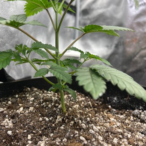 Purple Creamsicle growlog timeline photo