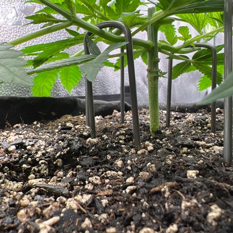  Mrs. Dreamy growlog timeline photo