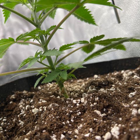 Amnesia Haze growlog timeline photo