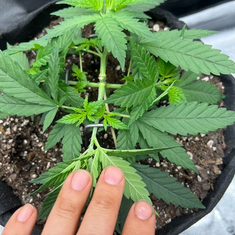  Mrs. Dreamy growlog timeline photo