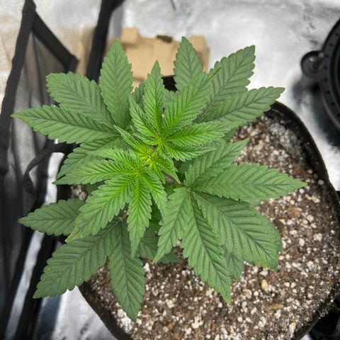 Purple Creamsicle growlog timeline photo