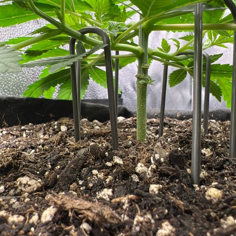  Mrs. Dreamy growlog timeline photo