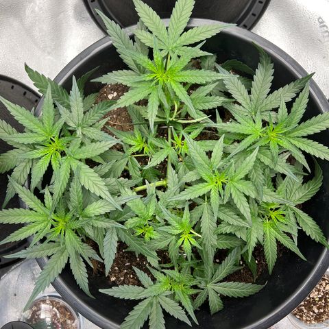 OG Auto growlog timeline photo