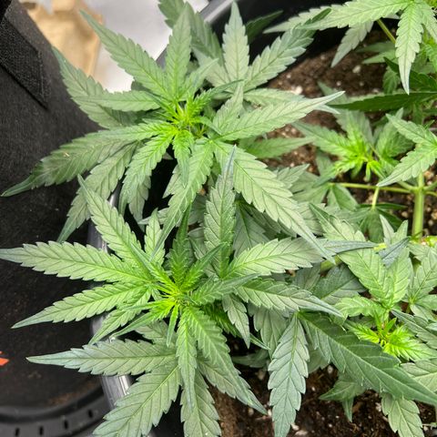 OG Auto growlog timeline photo