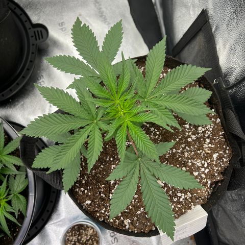 Amnesia Haze growlog timeline photo