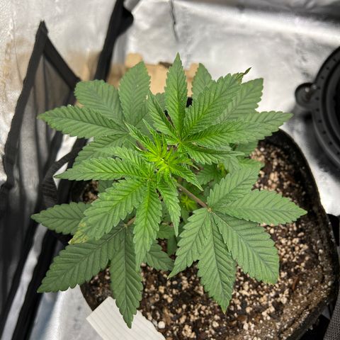 Purple Creamsicle growlog timeline photo