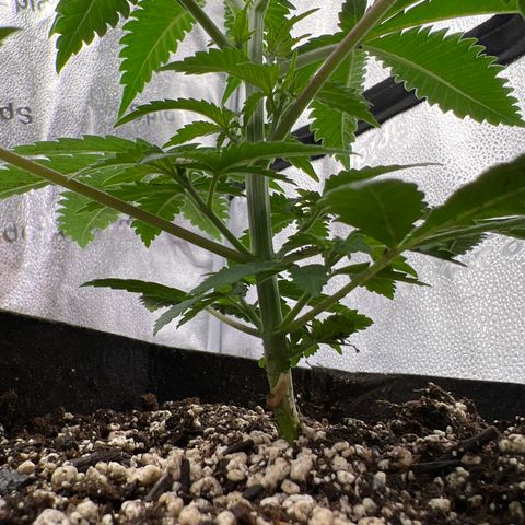 Amnesia Haze growlog timeline photo