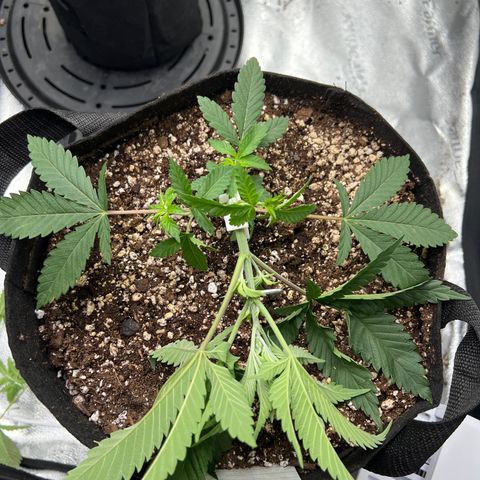 Amnesia Haze growlog timeline photo