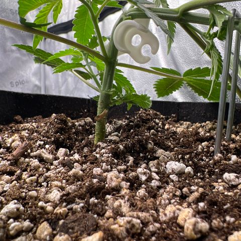 Amnesia Haze growlog timeline photo