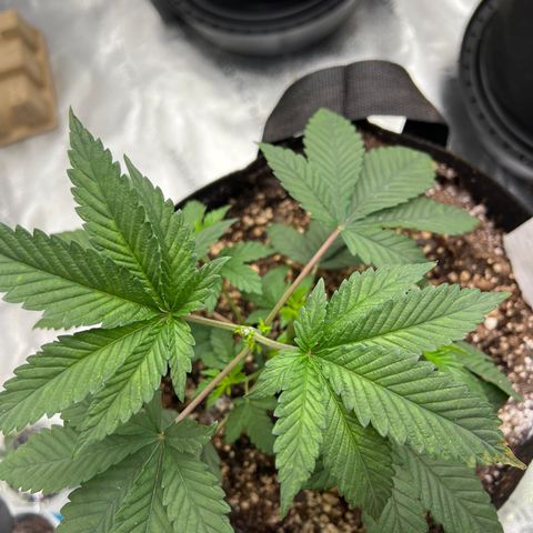 Purple Creamsicle growlog timeline photo