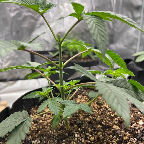 Purple Creamsicle growlog timeline photo