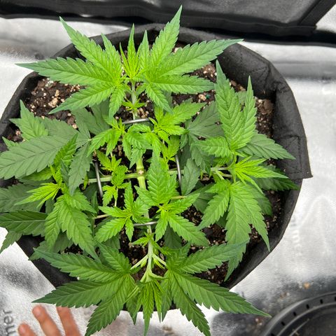  Mrs. Dreamy growlog timeline photo